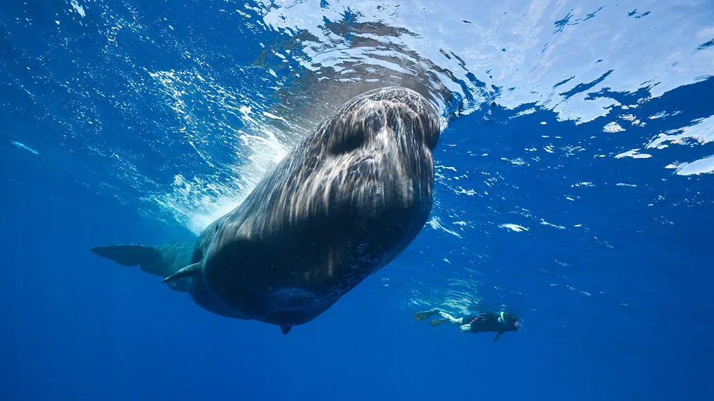 diving with Sperm Whale