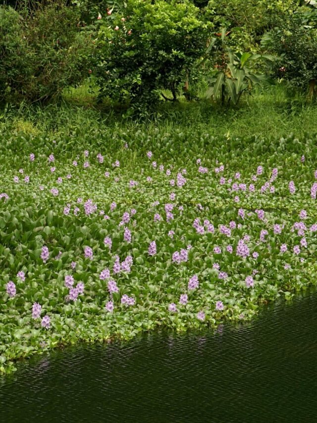 पानी झाड़ू (Water Hyacinth) — समस्या से समाधान की ओर